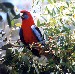 Crimson Rosella
