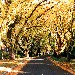 Autumn Leaves in Forrest