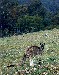 Kangaroo