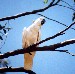 Sulphur-Crested Cockatoo